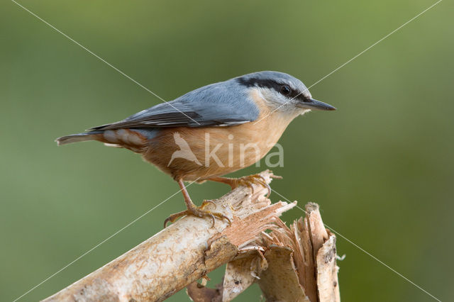 Europese Boomklever (Sitta europaea)