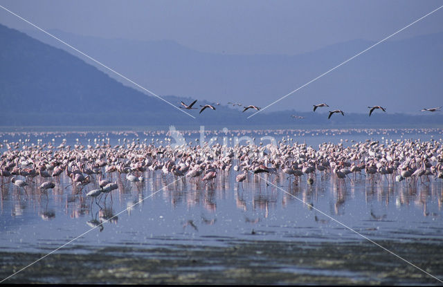 Flamingo (Phoenicopterus ruber)