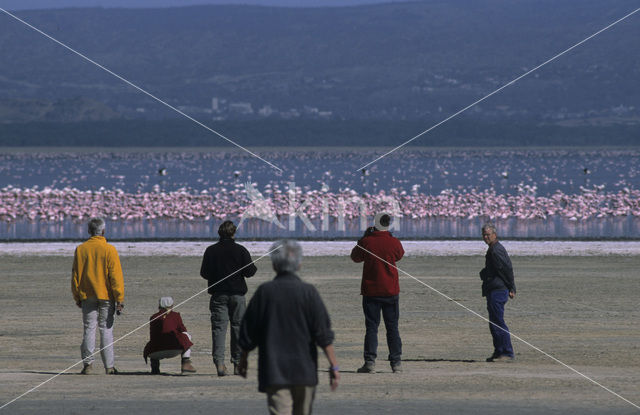 Flamingo (Phoenicopterus ruber)