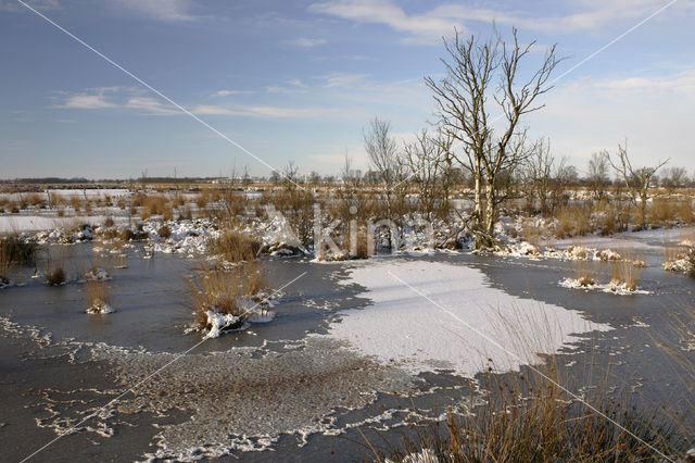 Fochteloërveen