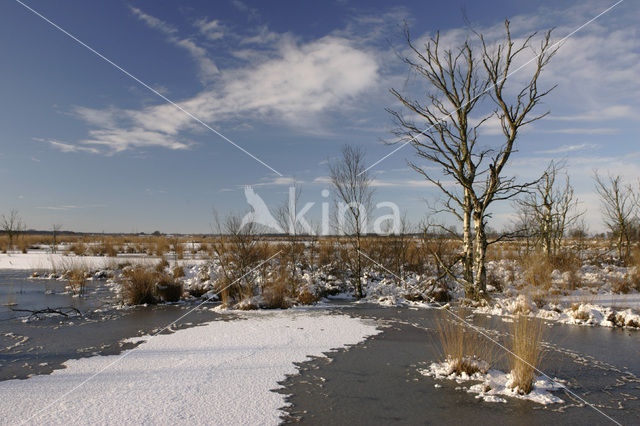 Fochteloërveen