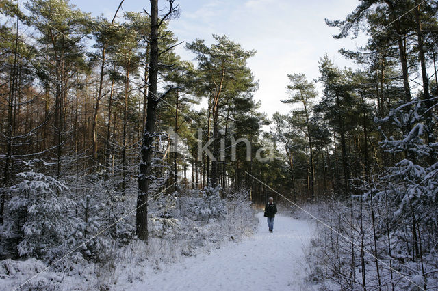 Fochteloërveen