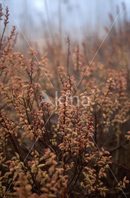 Gagel (Myrica)