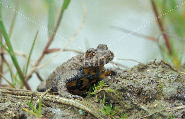 Geelbuikvuurpad (Bombina variegata)