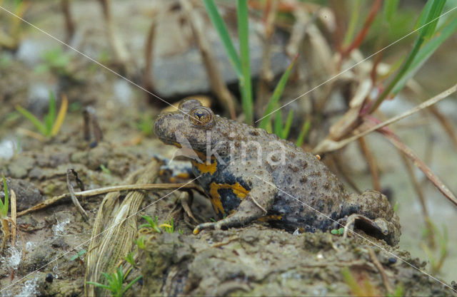 Geelbuikvuurpad (Bombina variegata)