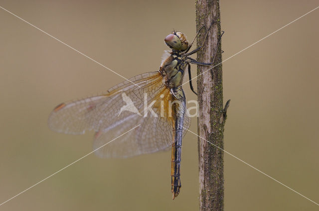 Yellow-winged Darter (Sympetrum flaveolum)