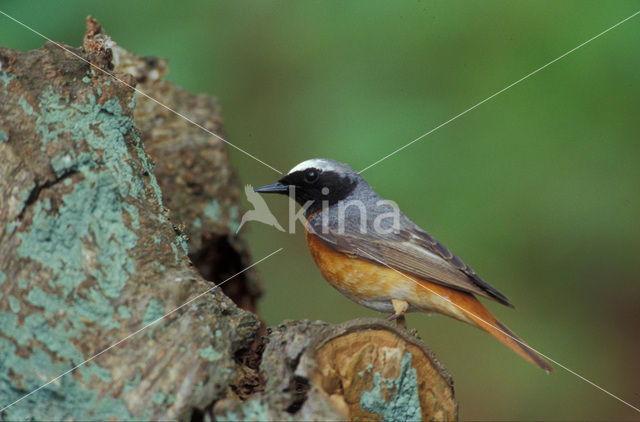 Gekraagde Roodstaart (Phoenicurus phoenicurus)