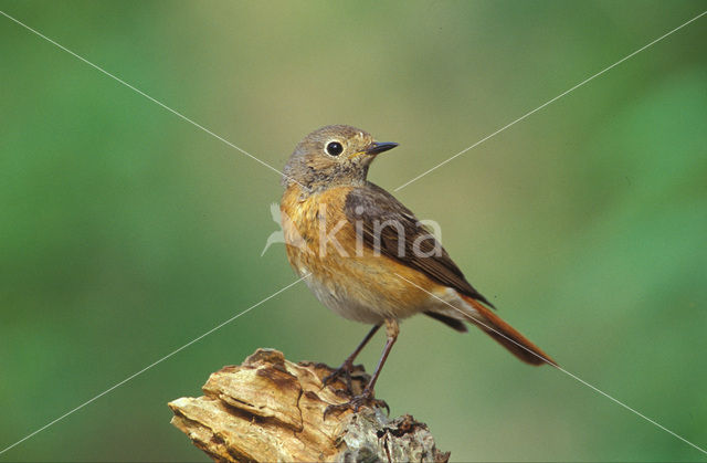 Gekraagde Roodstaart (Phoenicurus phoenicurus)