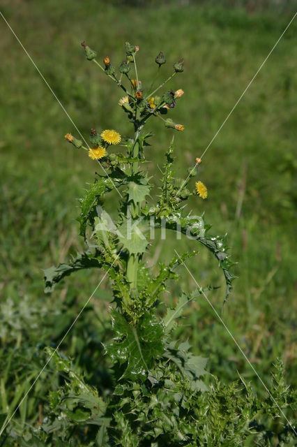 Gekroesde melkdistel (Sonchus asper)