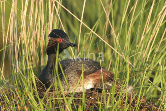 Geoorde Fuut (Podiceps nigricollis)