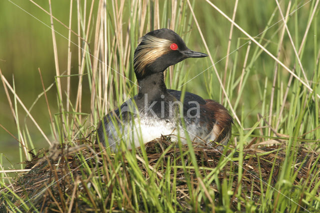 Geoorde Fuut (Podiceps nigricollis)