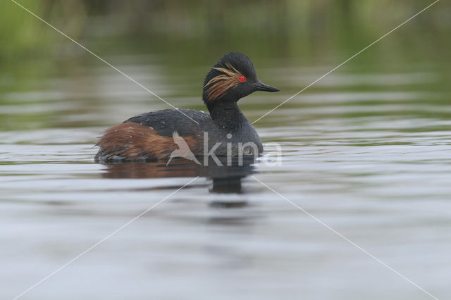 Geoorde Fuut (Podiceps nigricollis)