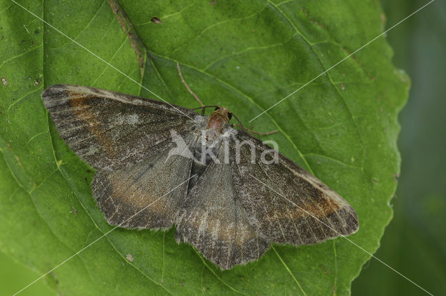 Gerimpelde spanner (Macaria liturata f. nigrofulvata)