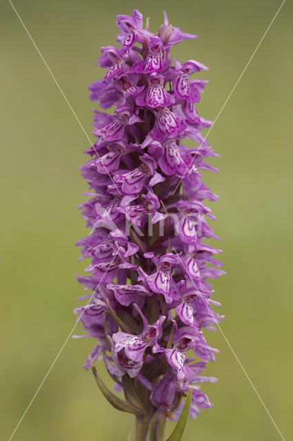 Gevlekte rietorchis (Dactylorhiza praetermissa var. junialis)