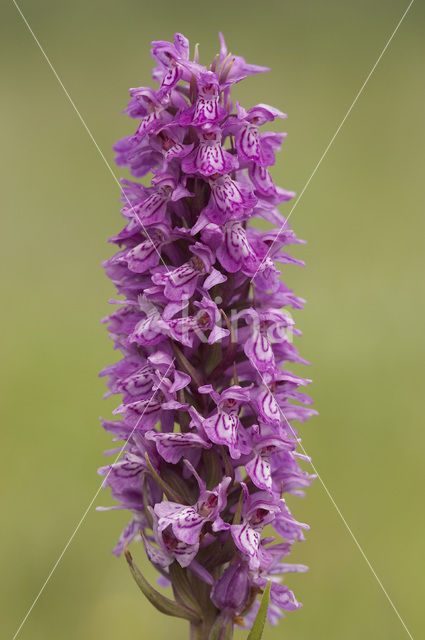 Gevlekte rietorchis (Dactylorhiza praetermissa var. junialis)