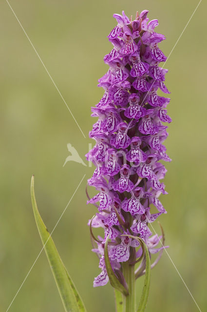 Gevlekte rietorchis (Dactylorhiza praetermissa var. junialis)