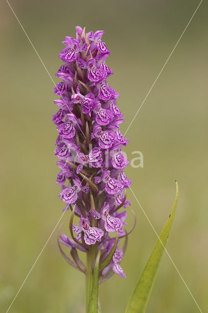 Gevlekte rietorchis (Dactylorhiza praetermissa var. junialis)