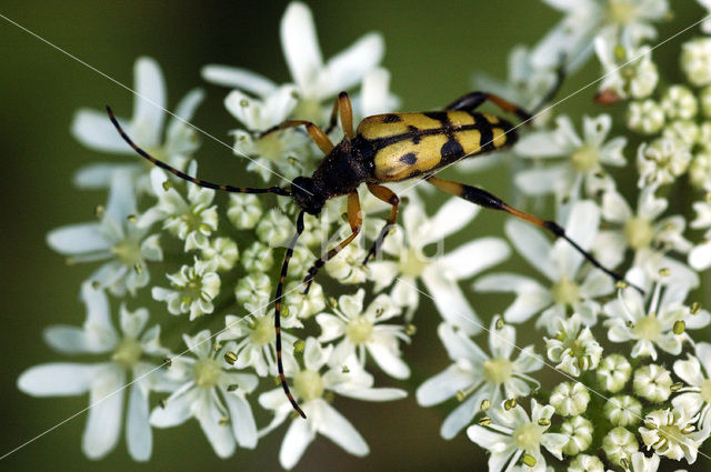 Gevlekte Smalbok (Leptura maculata)