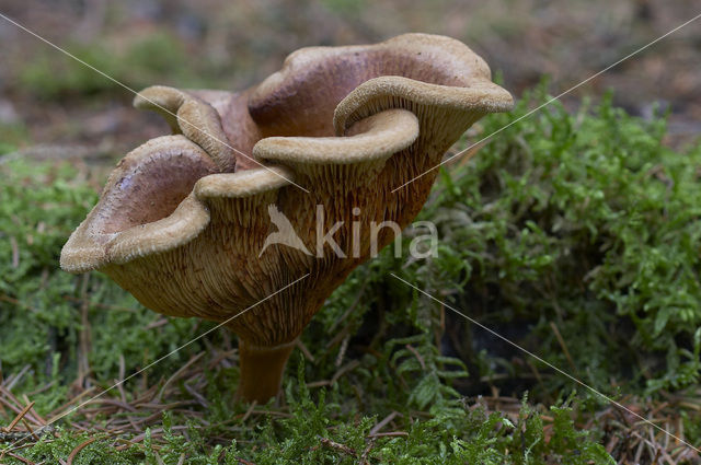 Gewone krulzoom (Paxillus involutus)