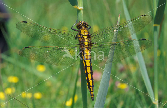 Gewone oeverlibel (Orthetrum cancellatum)