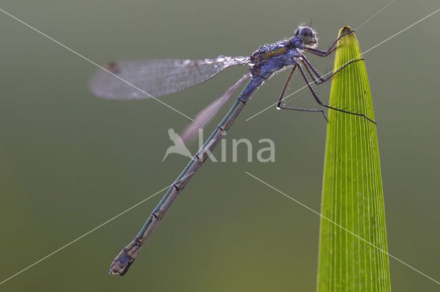 Gewone pantserjuffer (Lestes sponsa)