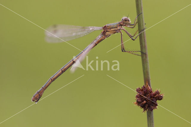 Gewone pantserjuffer (Lestes sponsa)