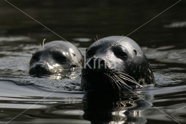 Gewone zeehond (Phoca vitulina)