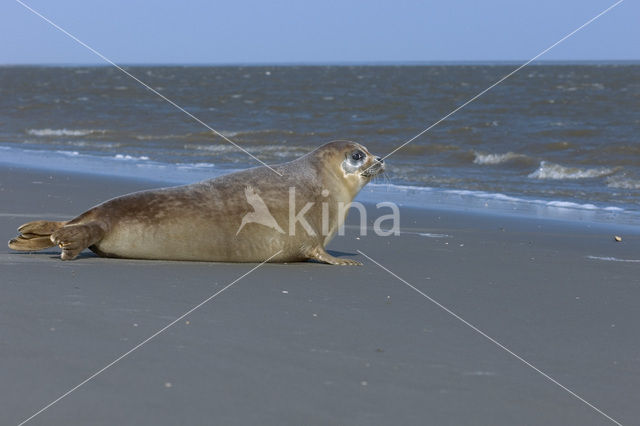 Gewone zeehond (Phoca vitulina)