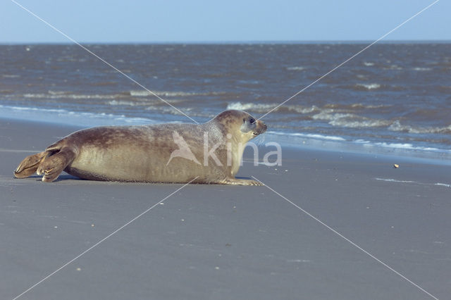 Gewone zeehond (Phoca vitulina)