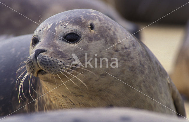 Gewone zeehond (Phoca vitulina)