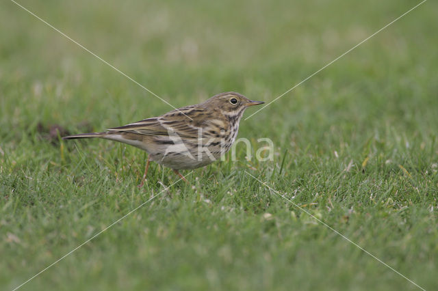 Graspieper (Anthus pratensis)