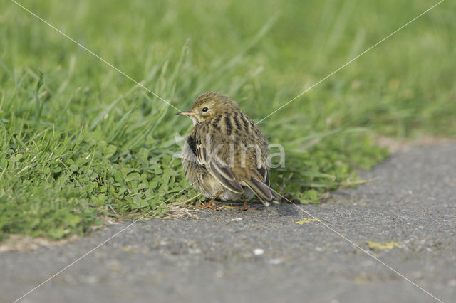 Graspieper (Anthus pratensis)