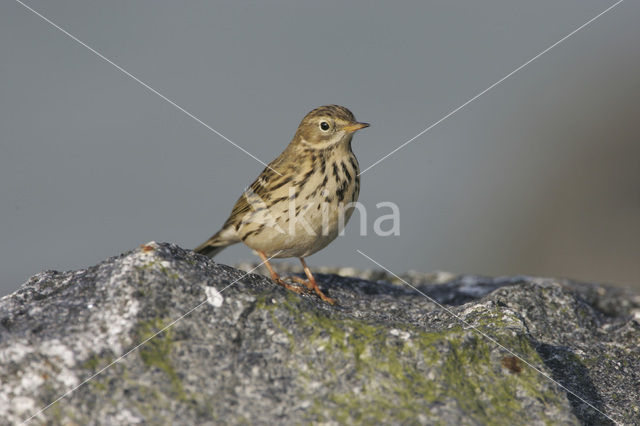 Graspieper (Anthus pratensis)