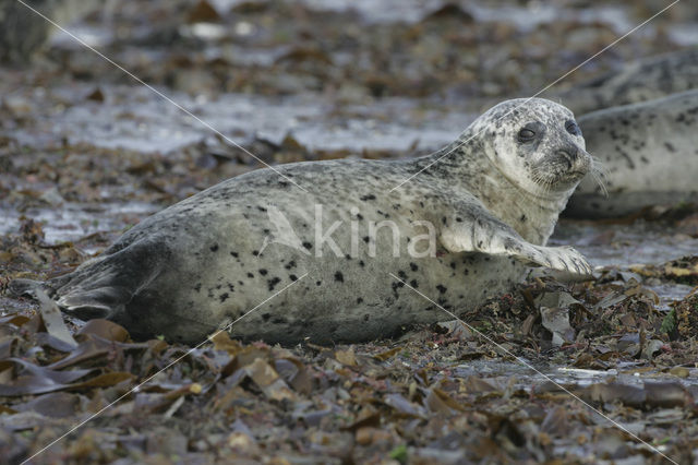 Grijze zeehond