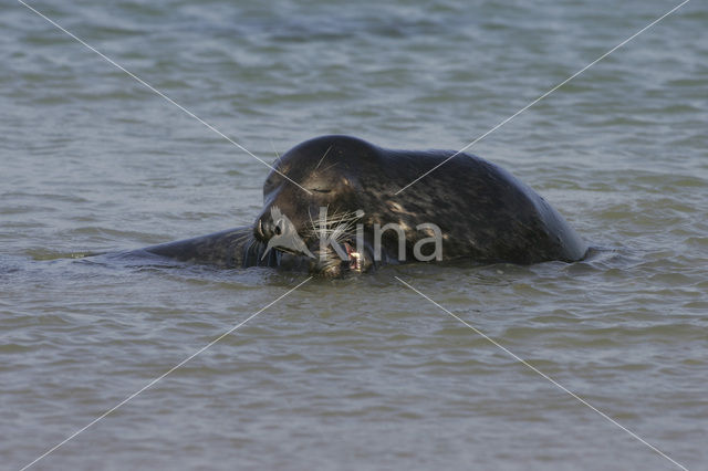 Grijze zeehond