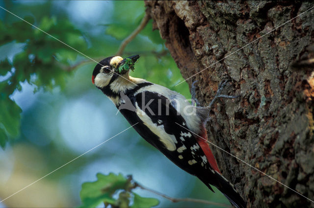 Grote Bonte Specht (Dendrocopos major)