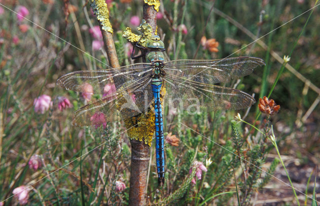 Grote keizerlibel (Anax imperator)