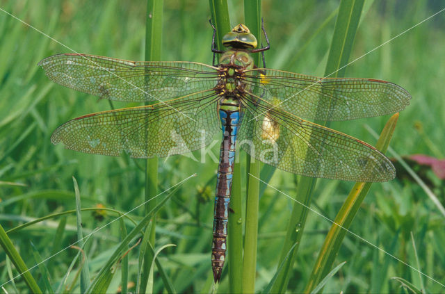 Grote keizerlibel (Anax imperator)