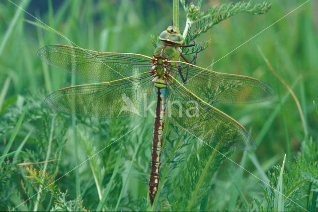 Grote keizerlibel (Anax imperator)