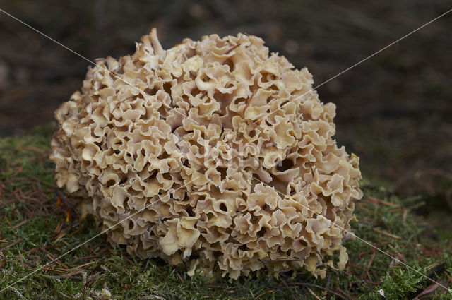 Wood Cauliflower (Sparassis crispa)