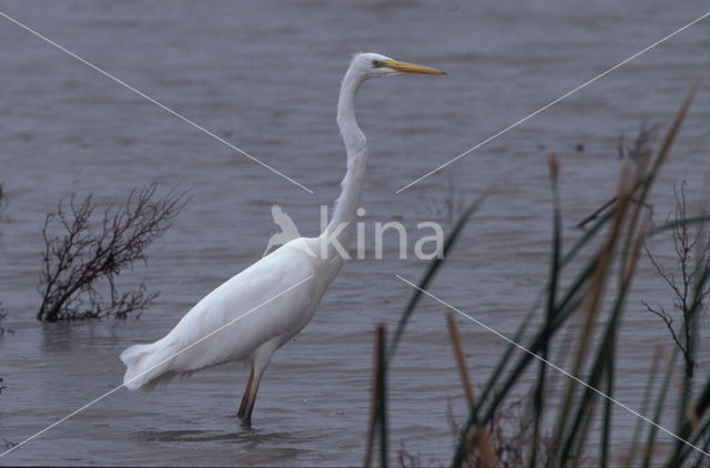 Grote zilverreiger (Casmerodius albus)