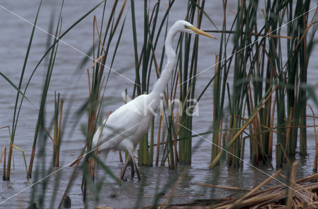 Grote zilverreiger (Casmerodius albus)