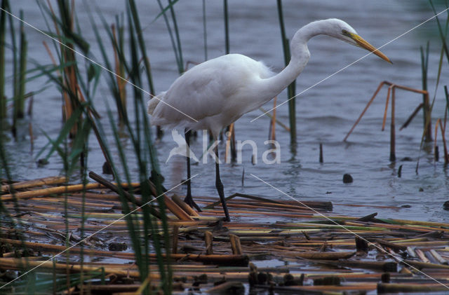 Grote zilverreiger (Casmerodius albus)