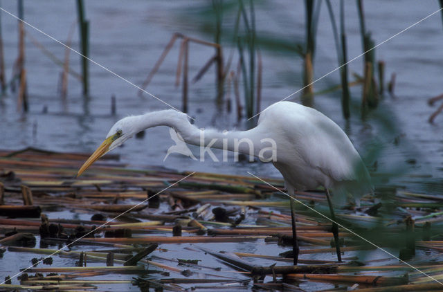 Grote zilverreiger (Casmerodius albus)