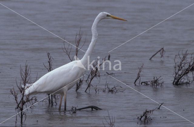 Grote zilverreiger (Casmerodius albus)