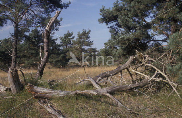 Grove den (Pinus sylvestris)