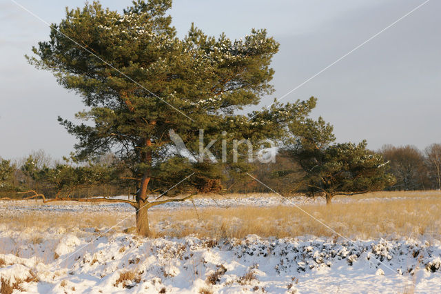 Grove den (Pinus sylvestris)