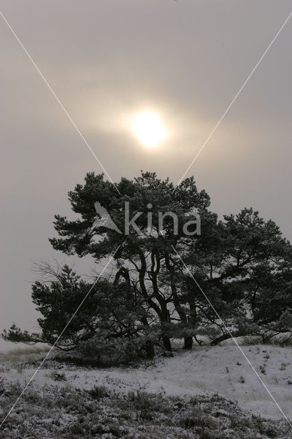 Grove den (Pinus sylvestris)