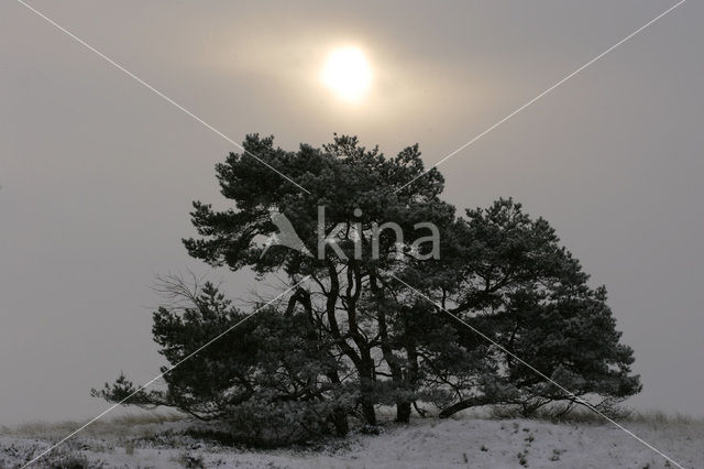 Grove den (Pinus sylvestris)