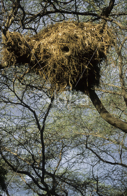 Hamerkop (Scopus umbretta)